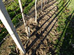 AGROMOD Maschinen für Baumschulen von Obstbäumen, Sträuchern, Obstbau Polen